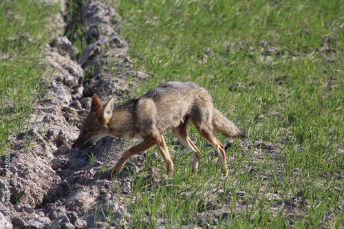 Pampas Fox 