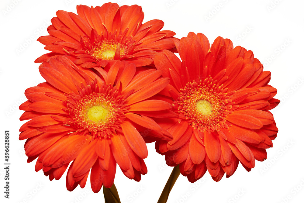 Three red Herbera flowers on white background, isolated