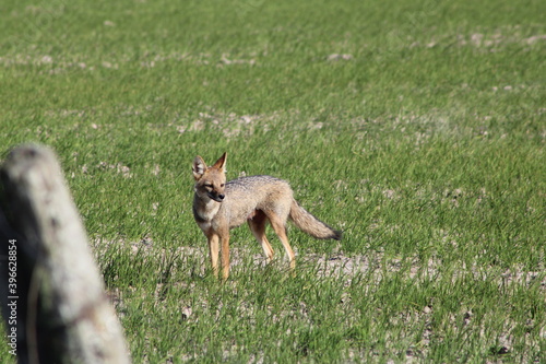 Pampas Fox 