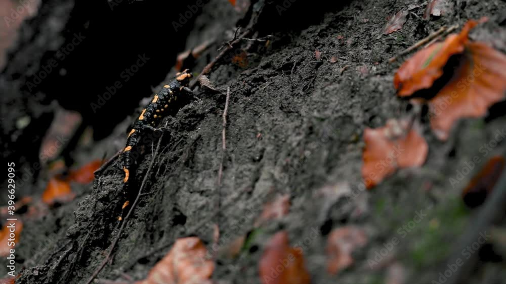 Spotted salamander walking in the forest after rain in autumn season Spotted salamander walking in the forest after rain in autumn season