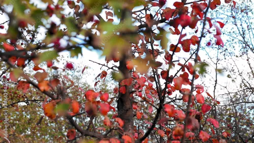 Wild pear tree with red leaves in autumn season in natural light Wild pear tree with red leaves in autumn season in natural light