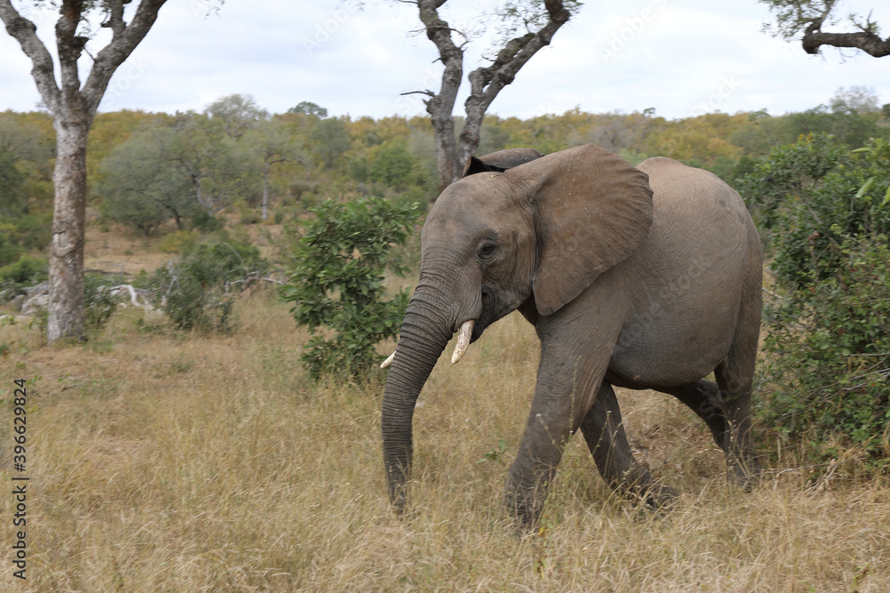 Afrikanischer Elefant / African elephant / Loxodonta africana Afrikanischer Elefant / African elephant / Loxodonta africana