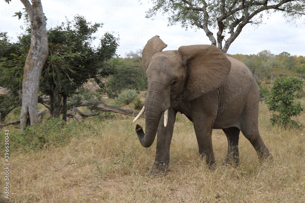 Afrikanischer Elefant / African elephant / Loxodonta africana