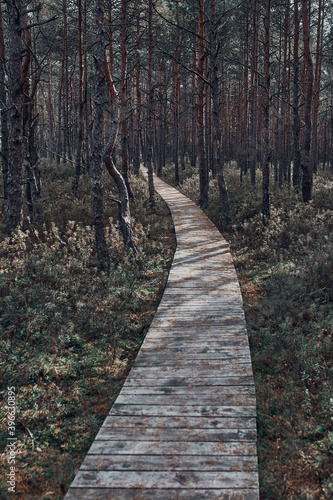 Wooden path leading through the swamp and forest in a natural park. Autumn forest landscape