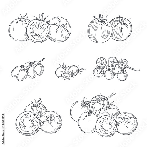Sketch vegetables. Vector  illustration