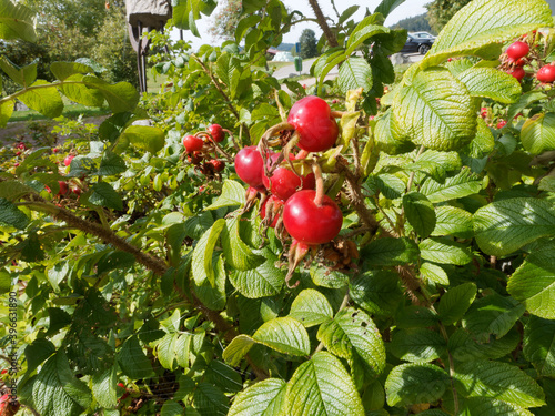 (Rosa rugosa) Cynorhodons ou cynorrhodons, fruits ronds, charnus et rouge flamboyant du rosier rugeux ou rosier du Japon, bel arbuste drageonnant d'ornement photo