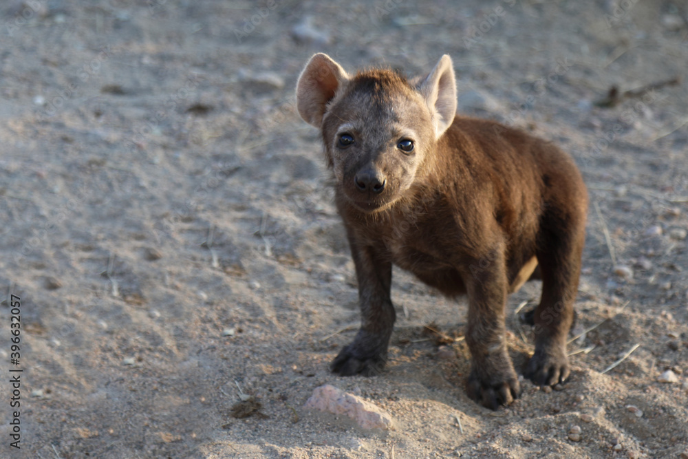 Tüpfelhyäne / Spotted Hyaena / Crocuta crocuta. Tüpfelhyäne / Spotted Hyaena / Crocuta crocuta.