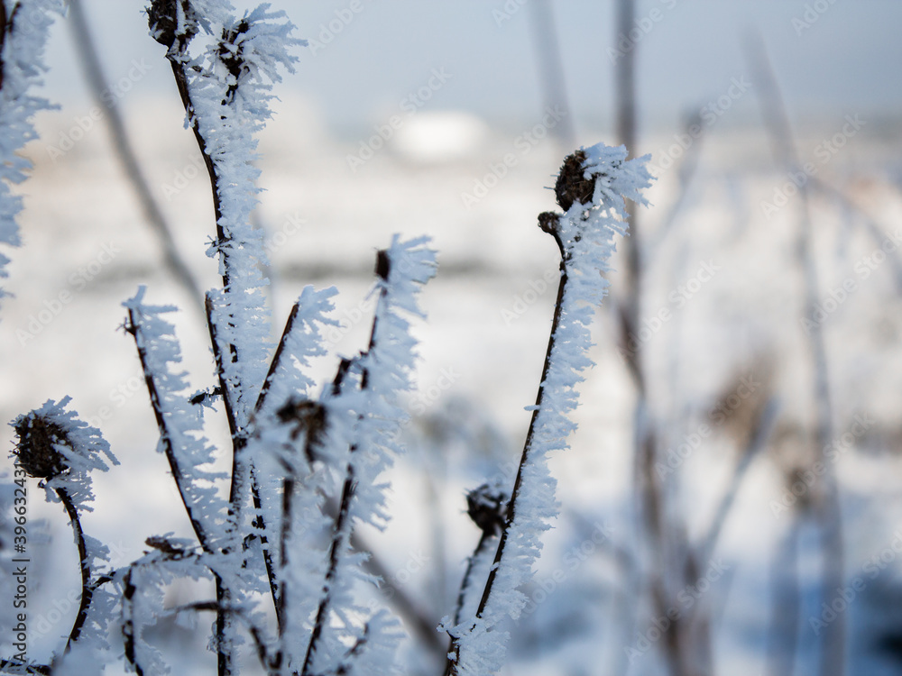 Obraz premium grass in snow