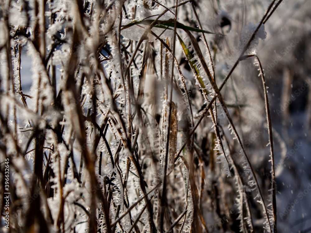 reeds in the snow reeds in the snow