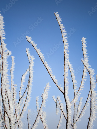 frost on branches © Dmytro