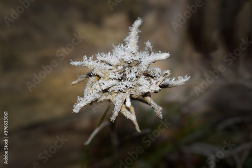 gefrorene Edelweißblüte, Eiskristalle auf Edelweiß im Winter