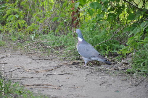 turtledove gathers branches for nests in spring