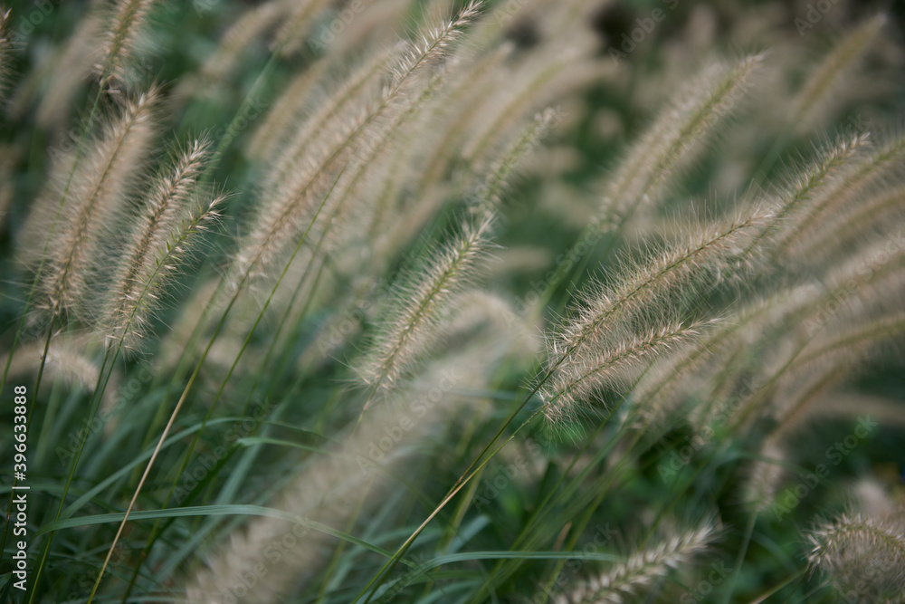 Soft Grass 8 Soft Grass 8