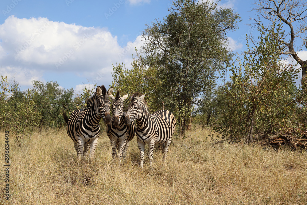 Obraz premium Steppenzebra / Burchell's zebra / Equus burchellii