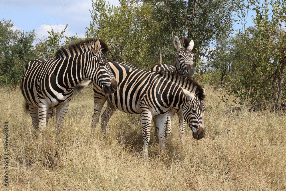 Obraz premium Steppenzebra / Burchell's zebra / Equus burchellii