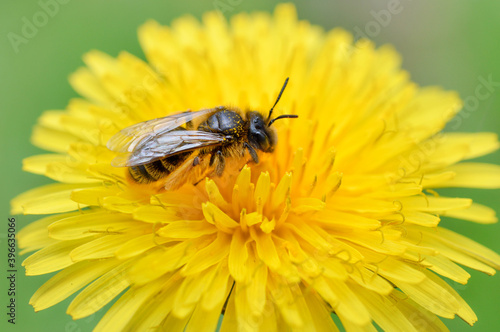 Bee sleeping in a dandelion, early spring weather, bee close up, insect macro, yellow wildflower