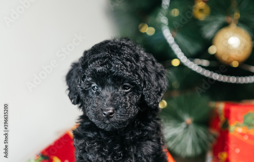 Close photo of a cute black dog on a background of decorated Christmas tree and Christmas gifts. Pets and Christmas.
