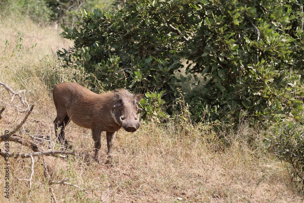 Warzenschwein / Warthog / Phacochoerus africanus Warzenschwein / Warthog / Phacochoerus africanus