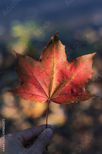 red maple leaf in autumn