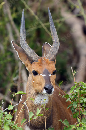Bushbuck (Tragelaphus scriptus), male portrait. Portrait of a small forest antelope in a thick bush. photo