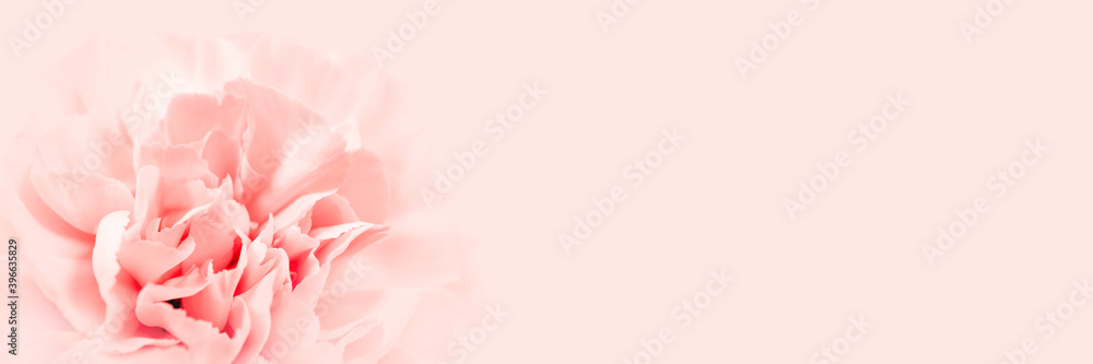 Pink large peony bud or cloves on a pink background as a blank for advertising text