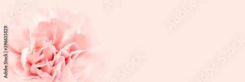 Pink large peony bud or cloves on a pink background as a blank for advertising text © Hanna