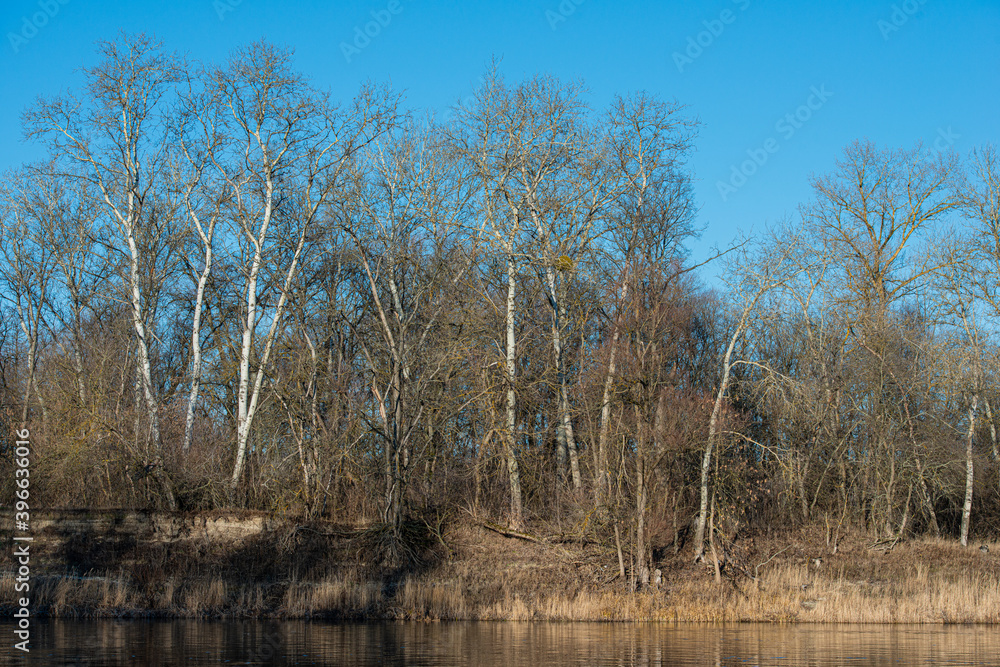 Obraz premium bank with deciduous trees and river on a sunny day. Winter landscape in January.