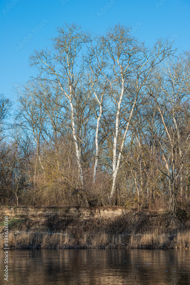 bank with deciduous trees and river on a sunny day. Winter landscape in January. bank with deciduous trees and river on a sunny day. Winter landscape in January.