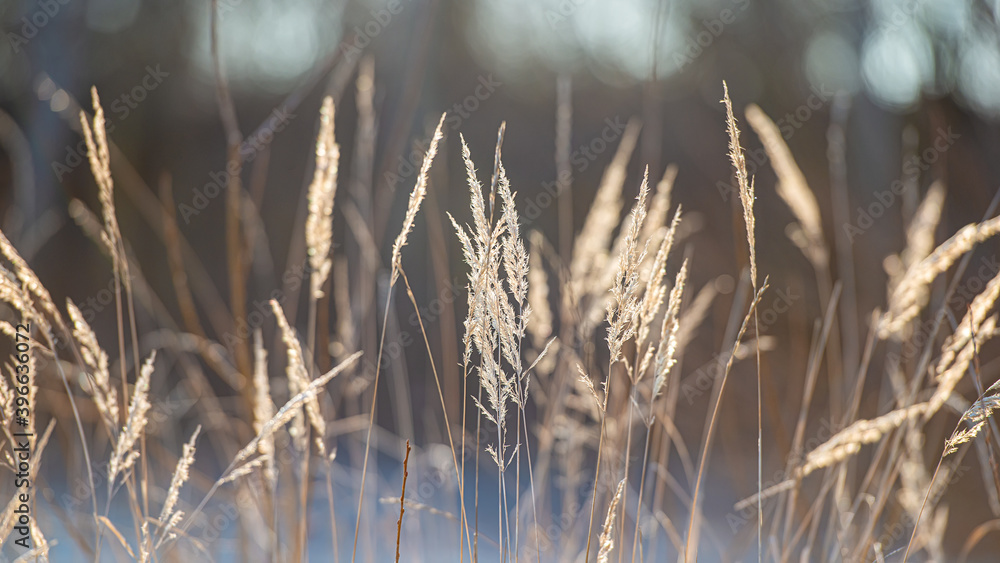 Ears of dry grass in sunlight. Web banner. Ears of dry grass in sunlight. Web banner.