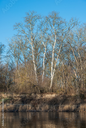 bank with deciduous trees and river on a sunny day. Winter landscape in January.
