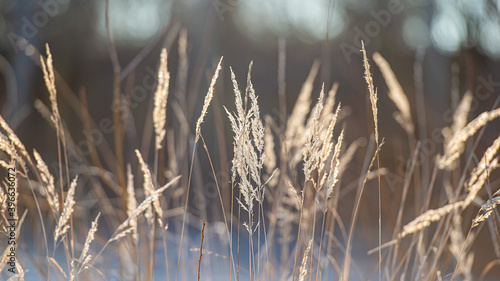 Ears of dry grass in sunlight. Web banner.