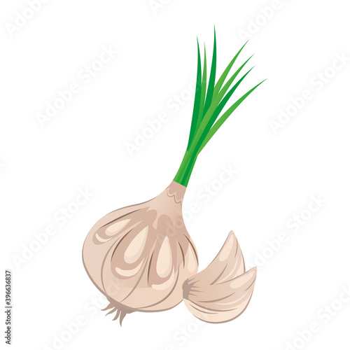 fresh vegetable garlic healthy food icon vector illustration design