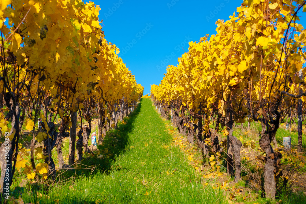 Fototapeta premium Kloster Eberbach in Hessen im Herbst