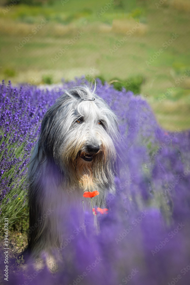 Bearded collie is sitting in levander. He looks so fluffy, he is so cute dog Bearded collie is sitting in levander. He looks so fluffy, he is so cute dog