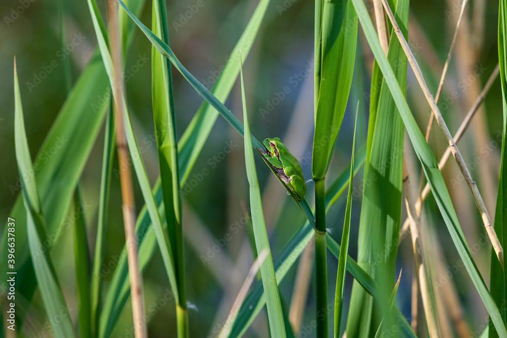 Green tree frog - Hyla arborea in its natural habitat. Green tree frog - Hyla arborea in its natural habitat.