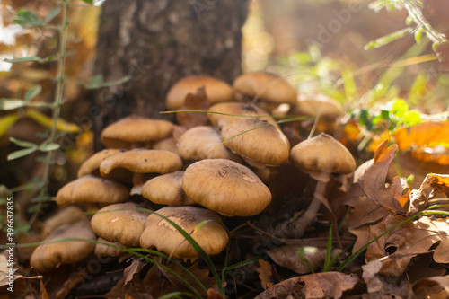 Cluster of mushrooms in oak forest