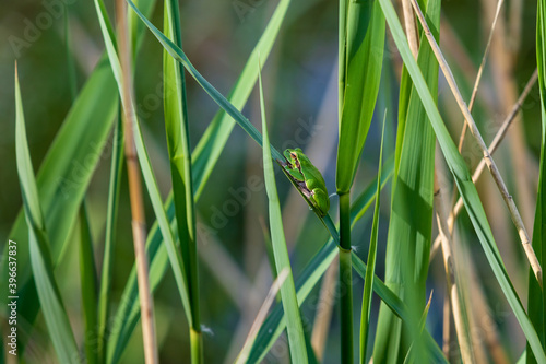 Green tree frog - Hyla arborea in its natural habitat.