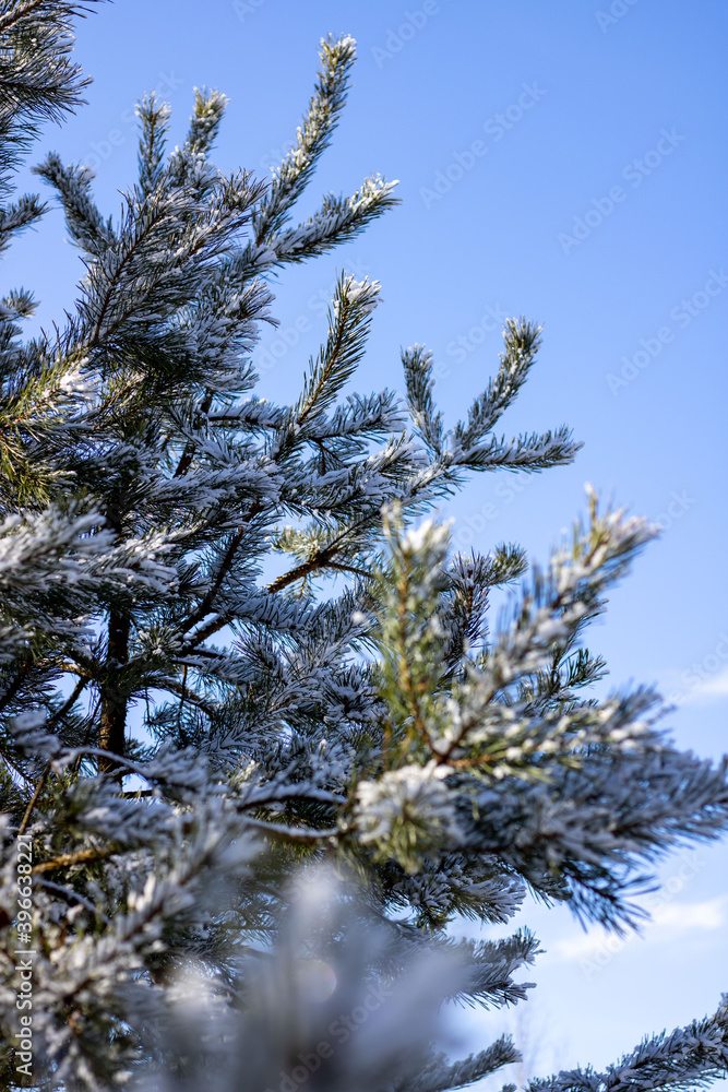 Coniferous tree branches under the snow against the sky. Close-up Coniferous tree branches under the snow against the sky. Close-up