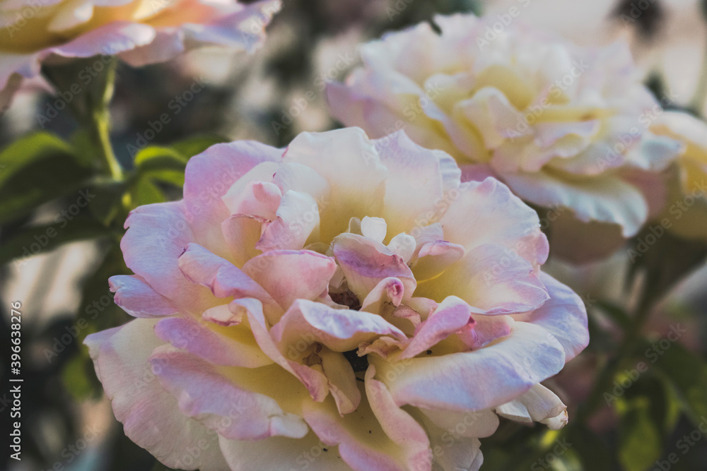 White and pink roses White and pink roses