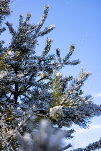 Coniferous tree branches under the snow against the sky. Close-up