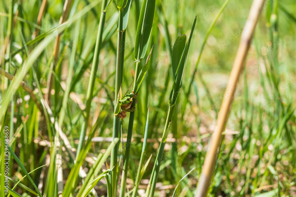 Green tree frog - Hyla arborea in its natural habitat. Green tree frog - Hyla arborea in its natural habitat.