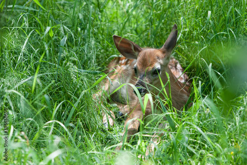 Young faon lying in the meadows at bowen park, Nanaimo, British Colombia, Bc