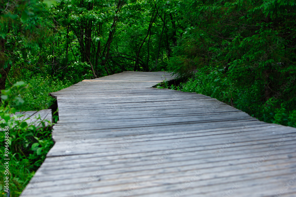 Obraz premium wooden bridge in the middle of a provincial park