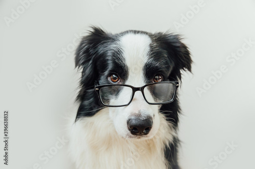 Funny studio portrait of cute smiling puppy dog border collie isolated on white background. New lovely member of family little dog gazing and waiting for reward. Pet care and animals concept