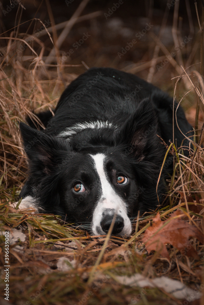 Border collie  is lying in the reed in the snow. 