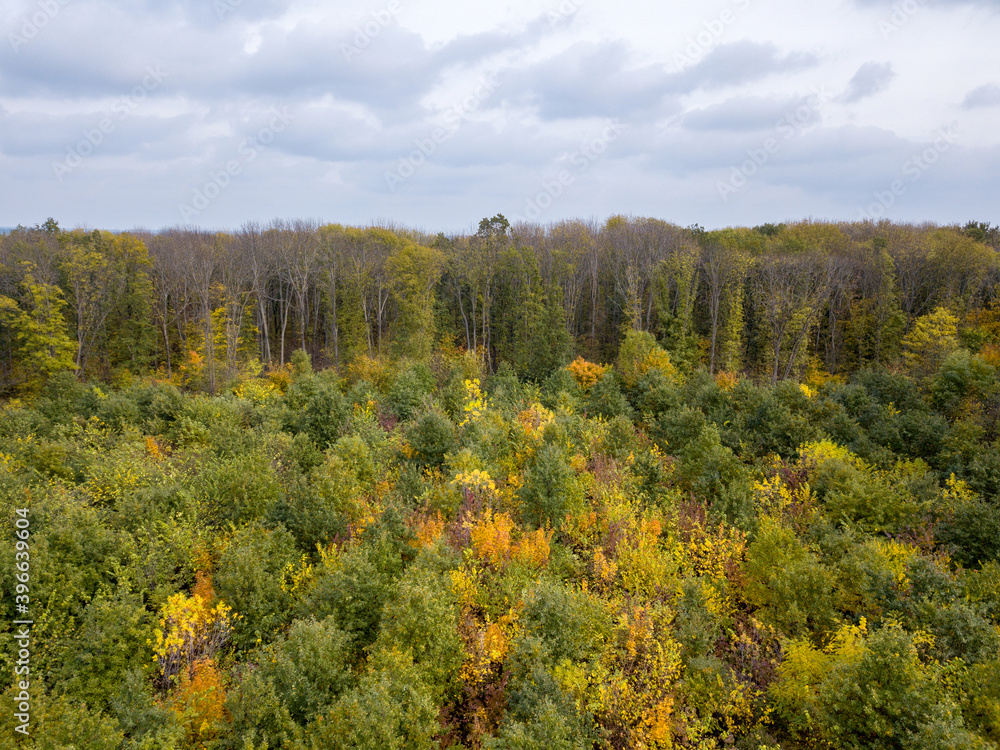 Autumn landscape from a drone above the forest with young trees and cloudy sky.
