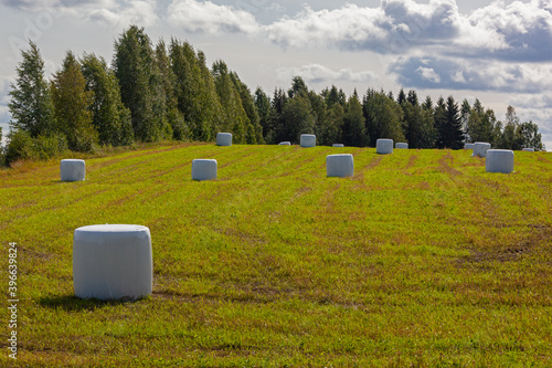 Rural landscape with hay bales packed in white plastic on the green field surrounded with the dense forest, North Karelia in Finland.
