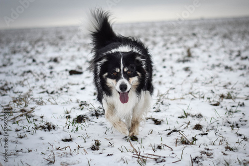 Tricolor border collie is going on the field in the snow. He is so fluffy dog.