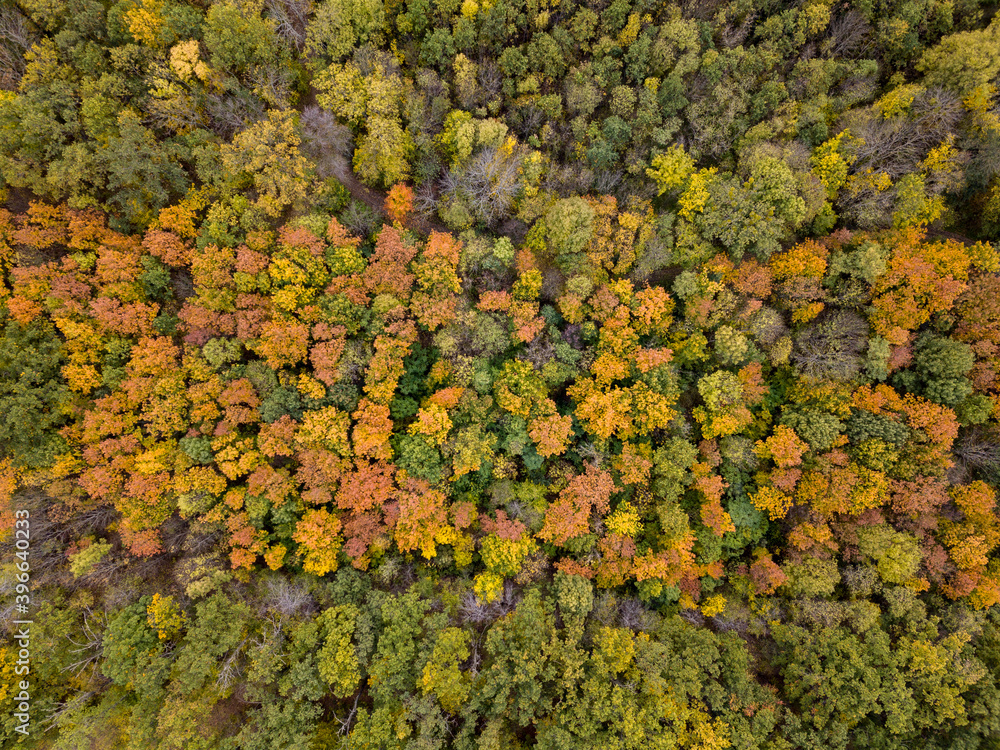 Aerial autumn landscape from colorful trees in the forest area. Aerial autumn landscape from colorful trees in the forest area.
