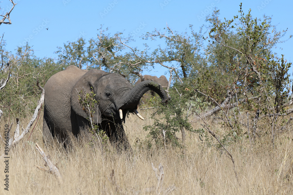 Obraz premium Afrikanischer Elefant / African elephant / Loxodonta africana